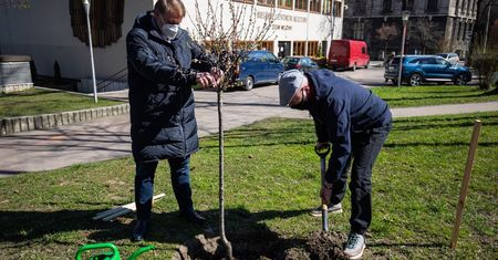 Bielsko-Biała. Bohdan już rośnie. Migdałowiec upamiętnia znanego satyryka