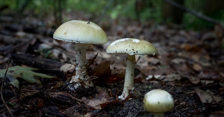 Grzybobranie. Cztery osoby zatruły się muchomorami sromotnikowymi. Nowe ustalenia śledczych