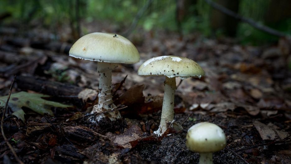 Grzybobranie. Trwa śledztwo w sprawie śmierci czterech osób, które zatruły się muchomorami sromotnikowymi