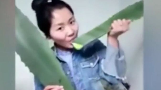 Chińska vlogerka pomyliła aloes z agawą