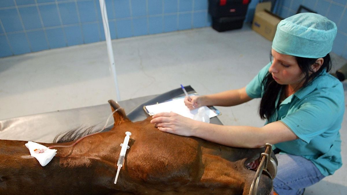 Pracownicy Inspekcji Weterynaryjnych  z całej Polski apelują do premiera o podwyżki