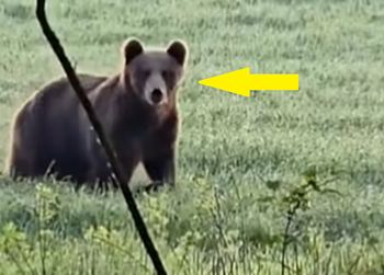 Był wśród drzew. Niezwykłe spotkanie w lesie