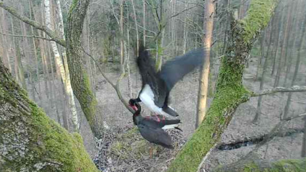Boćki nareszcie razem. Leśnicy czekają na ich potomstwo. 