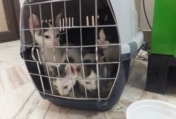 7 kotków porzuconych w tramwaju