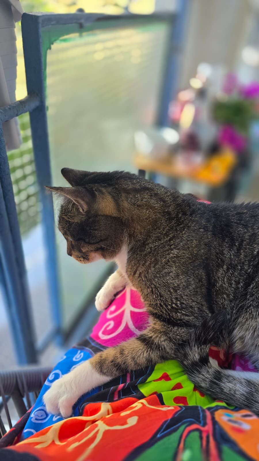 Czy kot za mną tęskni? Jak zamienić powrót do domu w rytuał