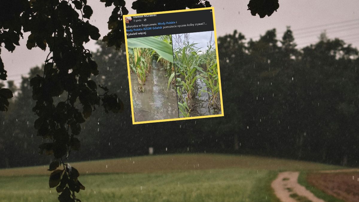 Rolnicy z Żuław obwiniają niewydolną infrastrukturę hydrotechniczną