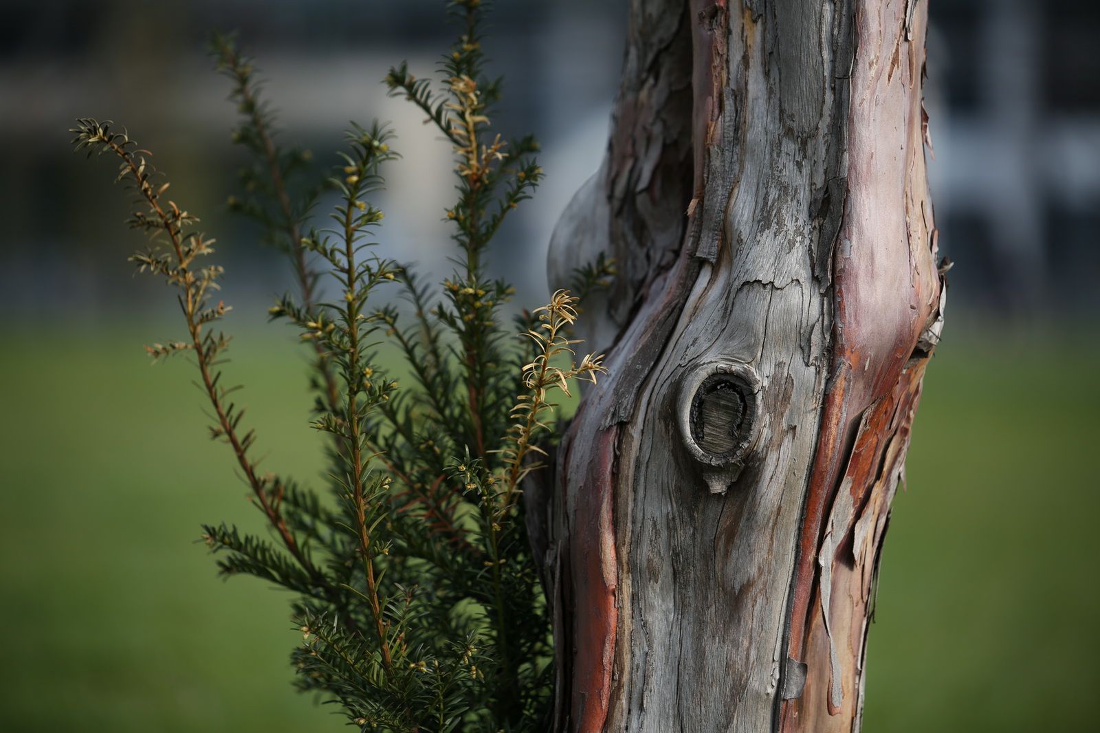 Tamron SP 70-200 mm f/2.8 Di VC USD G2 – obiecanki, wcale nie cacanki! [test] 40