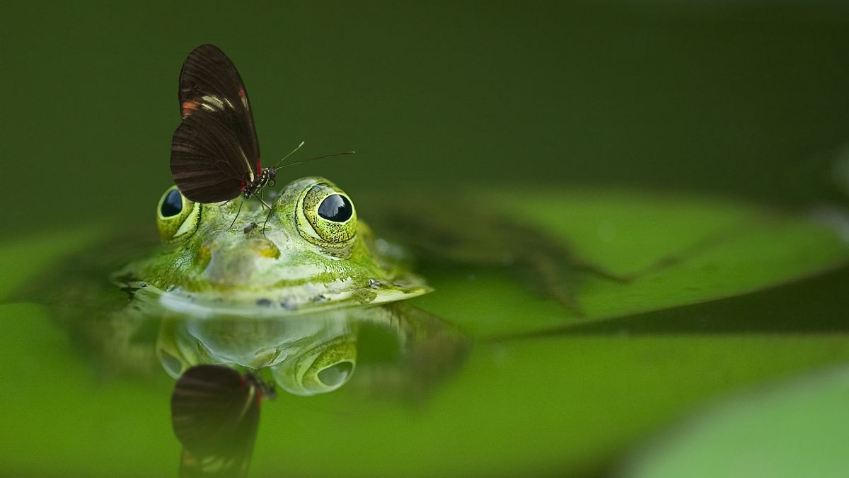Weź aplikację iNaturalist na spacer, zostań przyrodnikiem