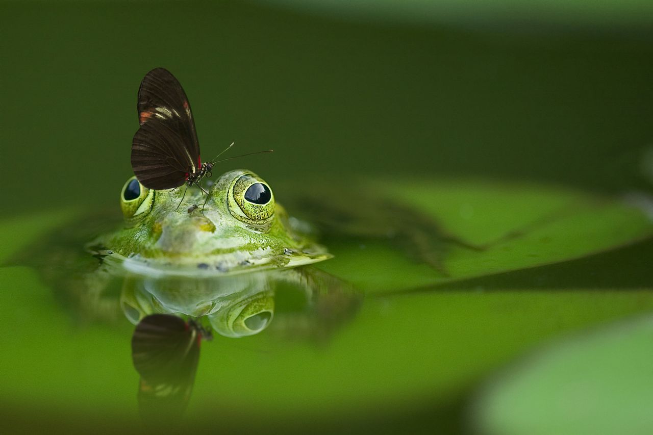 Weź aplikację iNaturalist na spacer, zostań przyrodnikiem