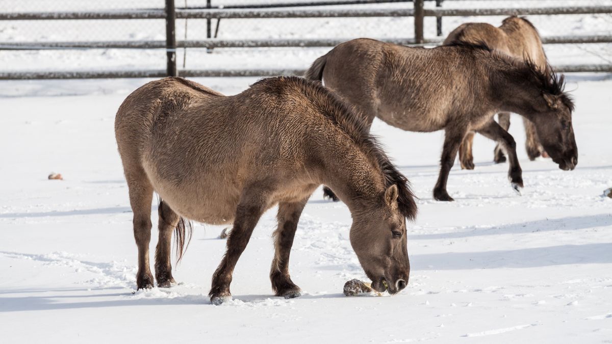 Tak wyglądają koniki polskie (zdjęcie ilustracyjne)