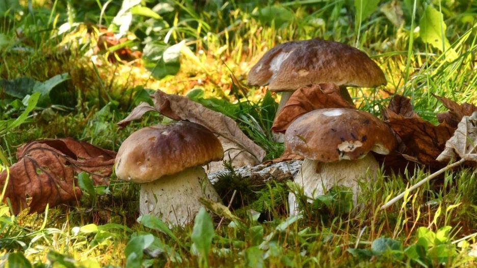 Polacy ruszyli na grzyby