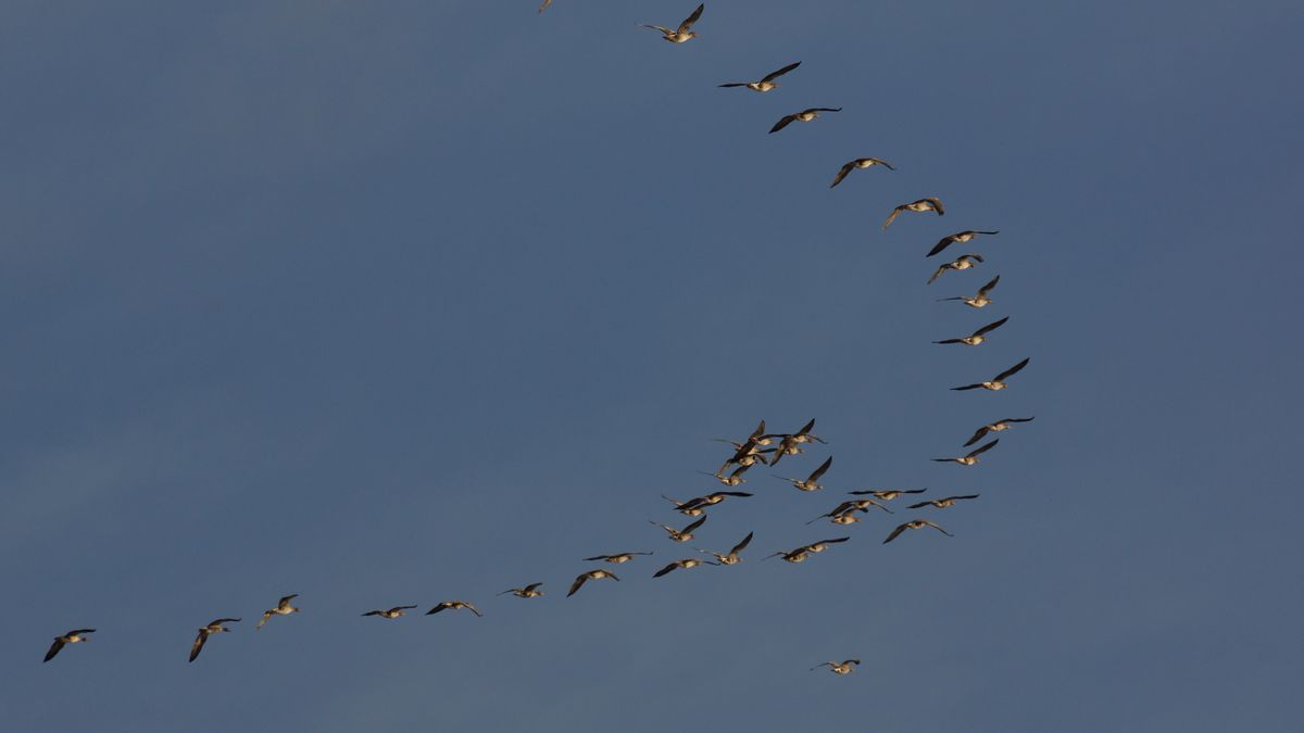 Populacja wielu gatunków ptaków spada
