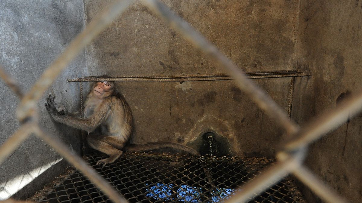 "We Animals" – wyjątkowy projekt dokumentalny, który zwraca uwagę na problem traktowania zwierząt 1