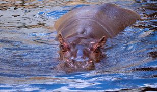 Nie ma już Pelagii. Nie żyje najstarszy hipopotam nilowy w Polsce