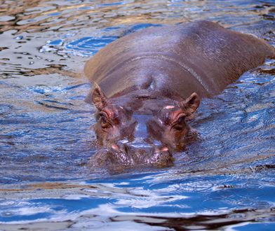 Nie ma już Pelagii. Nie żyje najstarszy hipopotam nilowy w Polsce