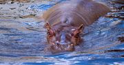 Nie ma już Pelagii. Nie żyje najstarszy hipopotam nilowy w Polsce
