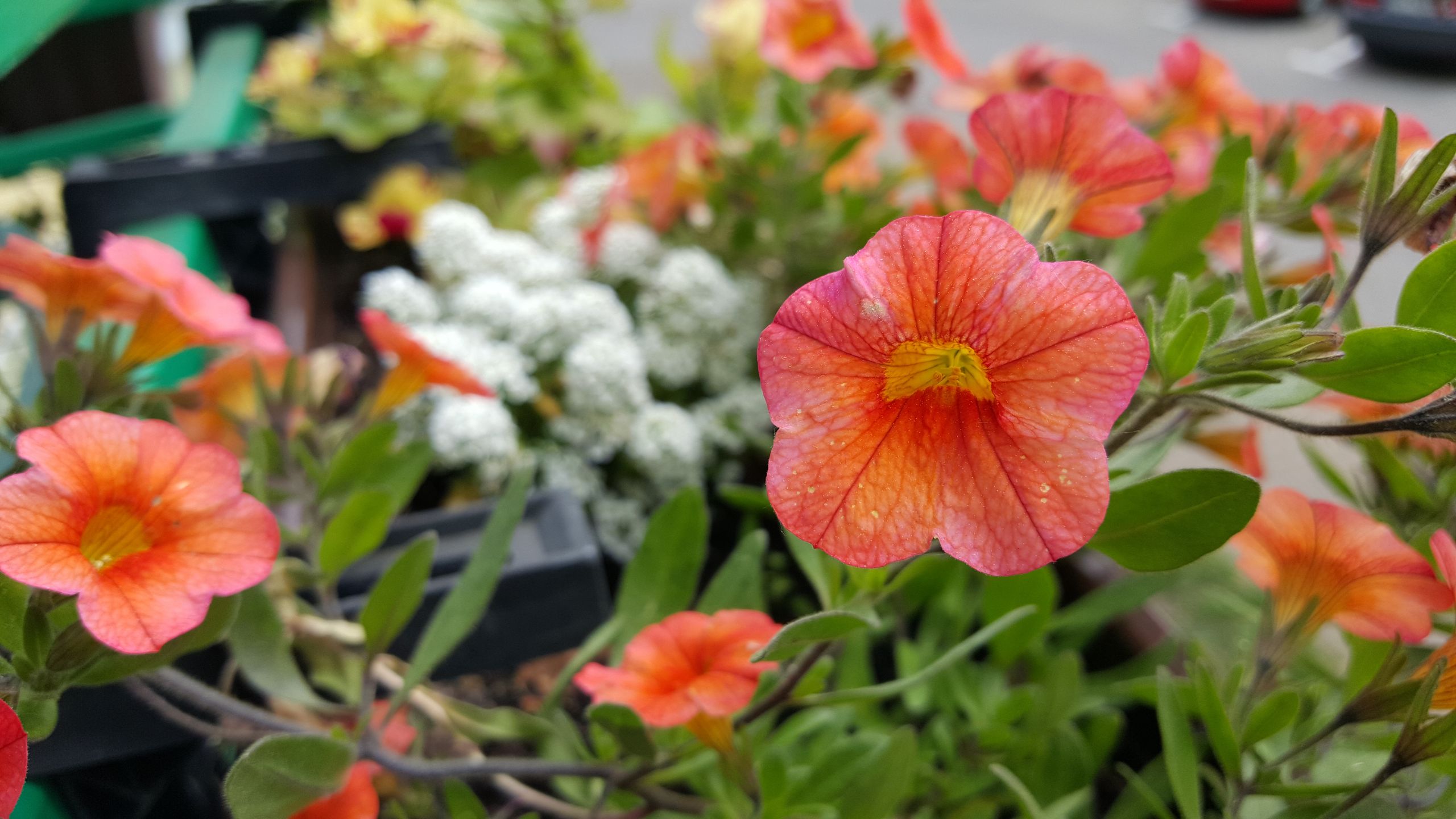 Samsung Galaxy S6 – test fotograficzny 36