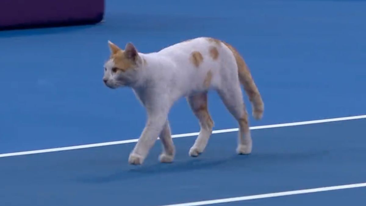 Zdjęcie okładkowe artykułu: Twitter / WTA / Na zdjęciu: kot na korcie w Dosze