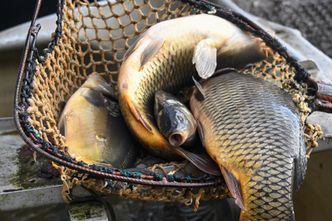 Szukają do pracy przy rybach. Oto ile można zarobić