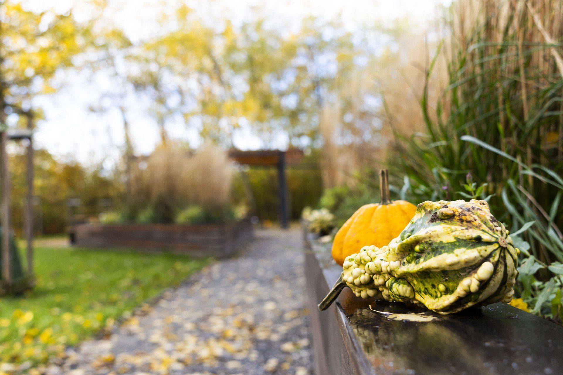 Farma dyniowa w Modlnicy