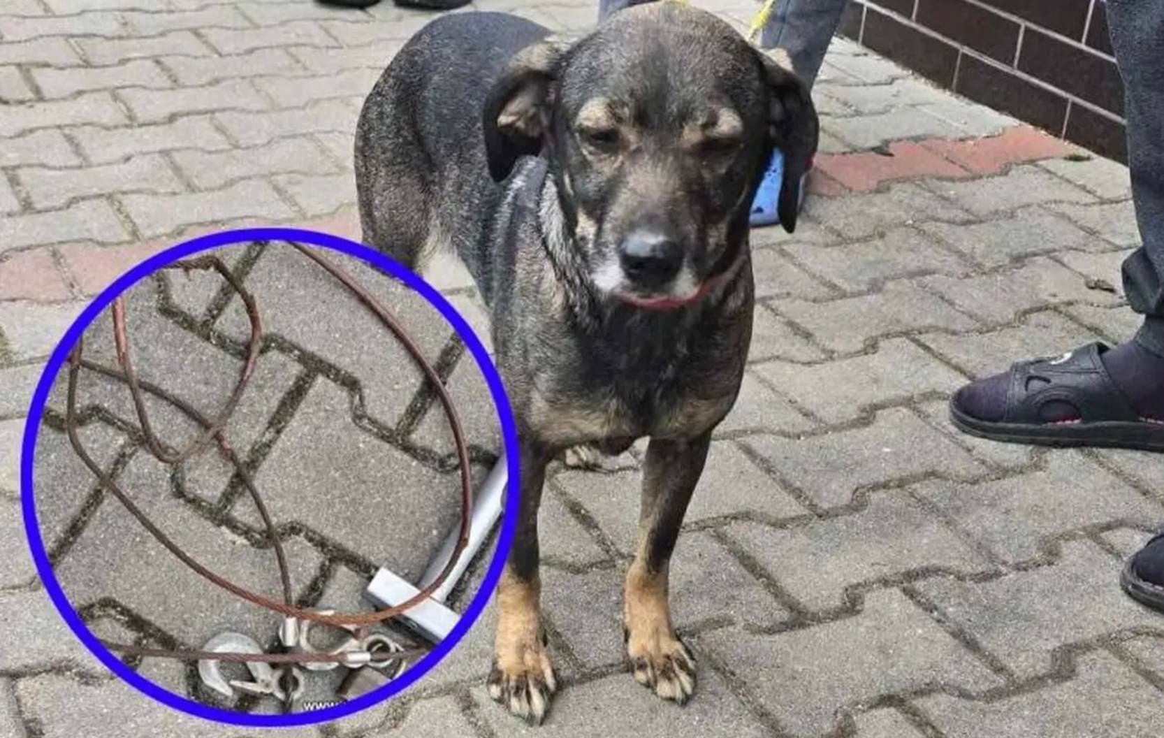 Mężczyzna przywiązał psa do koła samochodu stalową linką