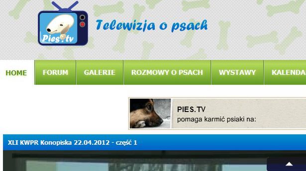 Pies.TV - czworonogi z parciem na szkło 1