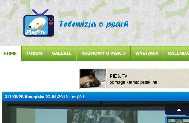 Pies.TV - czworonogi z parciem na szkło (fot.: Pies.TV)