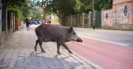 Dziki terroryzują mieszkańców Dąbrowy Górniczej. "To nie plaga, a inwazja"