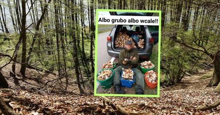 "Albo grubo, albo wcale". Setki grzybów. Grzybiarz zapozował ze zbiorami