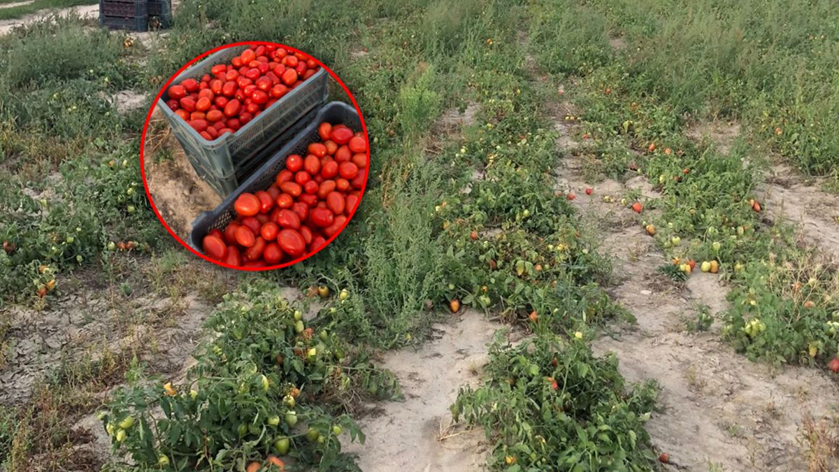 Rolnicy zapraszają na samozbiory pomidorów.