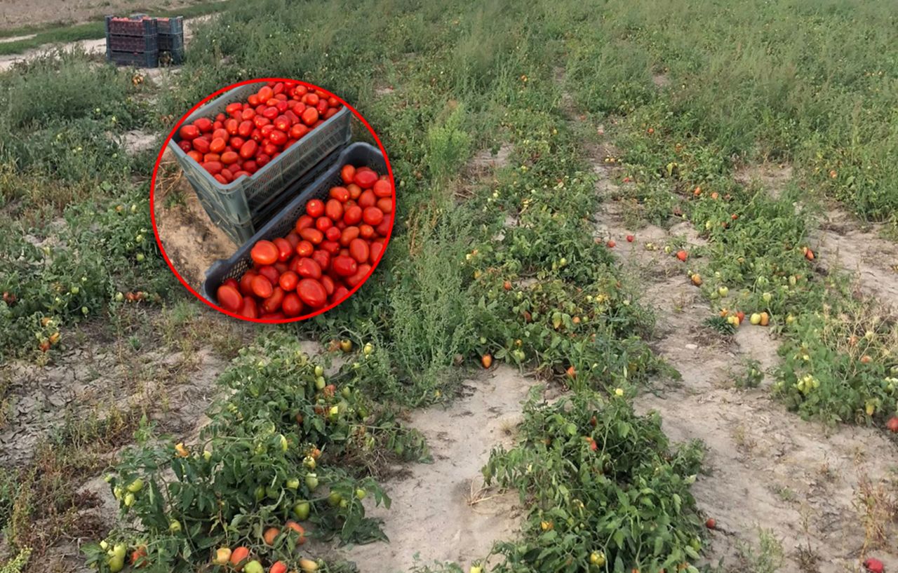 70 groszy za kilogram. Rolnik organizuje samozbiory pomidorów