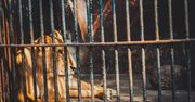 Obrońcy zwierząt oburzeni. Masowo wybito zwierzęta w egipskim zoo