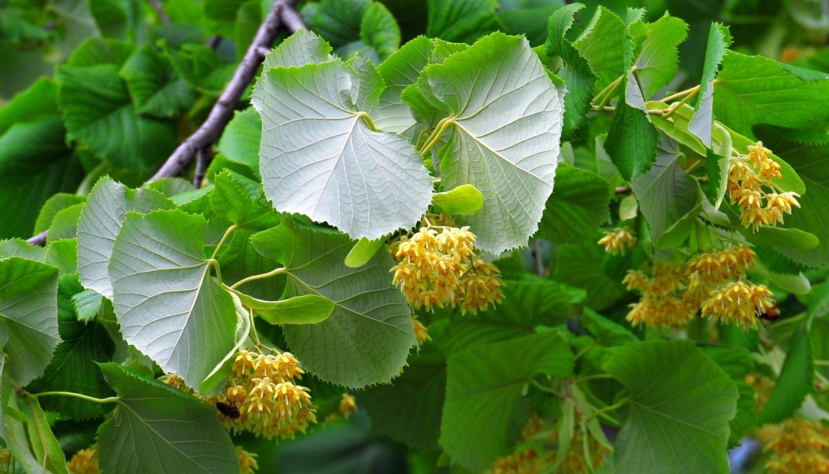 Close-up of grapes growing on plant
Alin Covasa Photography / 500px
tilia, lime tree, flourish