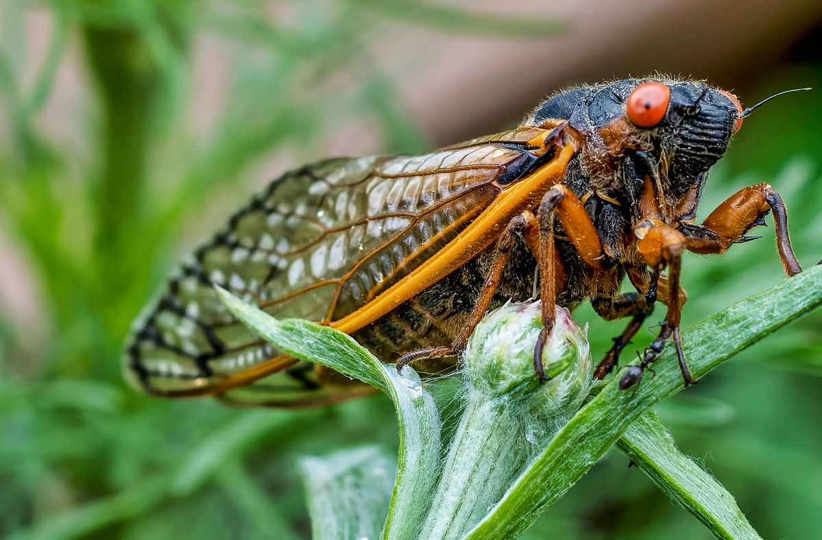 Zombie cicadas will attack the USA.