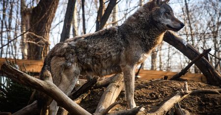 Atak wilków w Małopolsce. Gmina ostrzega