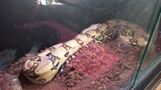 Bydgoszcz: Nielegalne egzotyczne zwierzęta w mieszkaniu