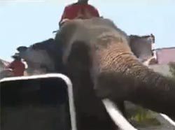 Zobacz, jak słoń zjada turystce smartfona