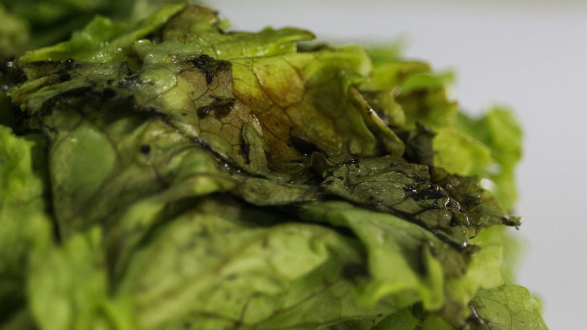 W paczkowanej sałacie mogą rozwijać się groźne bakterie. Nie pomoże dokładne mycie