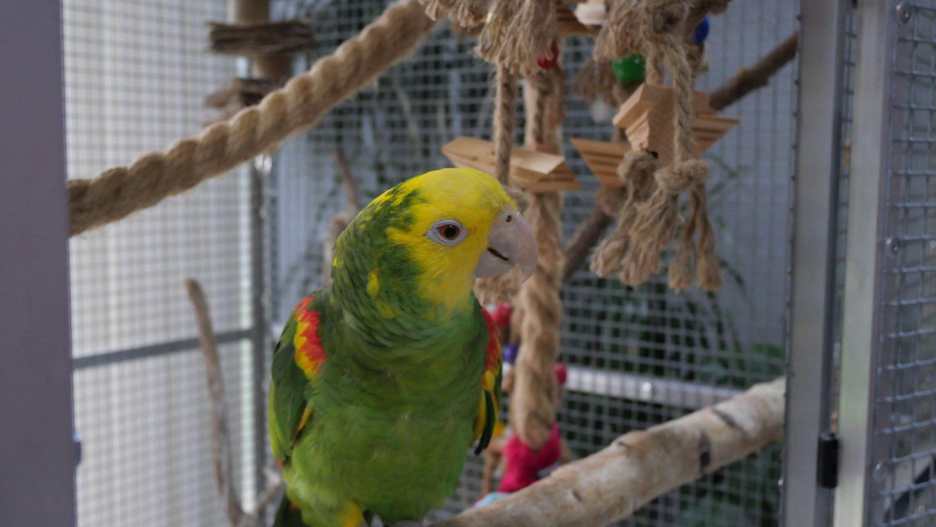 Papuga, która mówi. Poznajcie Romka