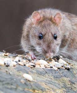 Skandal pod Gnieznem. Plaga grozi epidemią