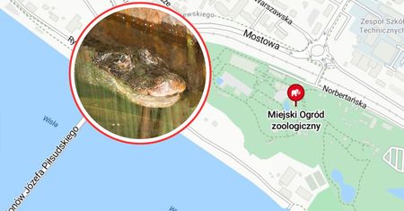 Marta świętuje 95. urodziny. Aligatorzyca zagrała w filmie Kondratiuka
