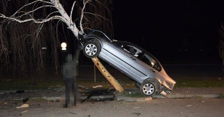 Polacy chcą wycinania drzew. Niemcy mają inny sposób