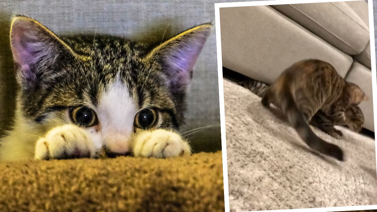 Koty Tom i Tilly nalezą do najpopularniejszych kotów na TikToku.