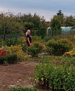 Teraz to stąd deweloperzy będą brać ziemię? "Strach wśród działkowców jest bardzo duży"