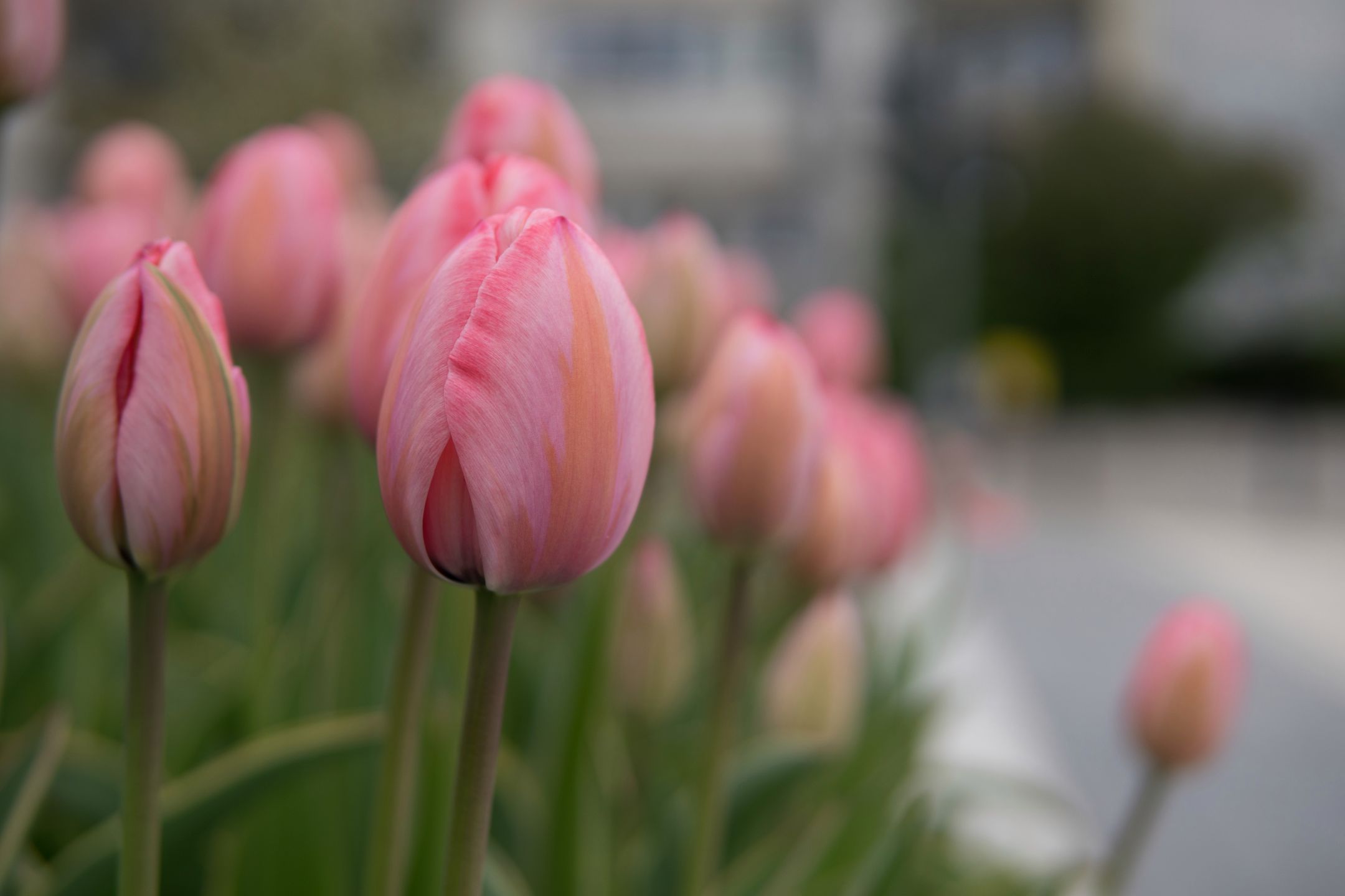 Sigma 30 mm f/1.4 DC DN - recenzja jasnego obiektywu stworzonego z myślą o bezlusterkowcach 14