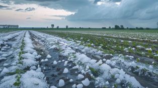 MRiRW udostępniło protokoły do szacowania szkód na 2026 r.