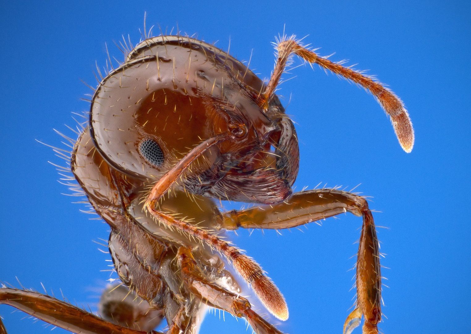 Mrówki ogniste zszokowały naukowców. Robią coś, czego nie robiły wcześniej