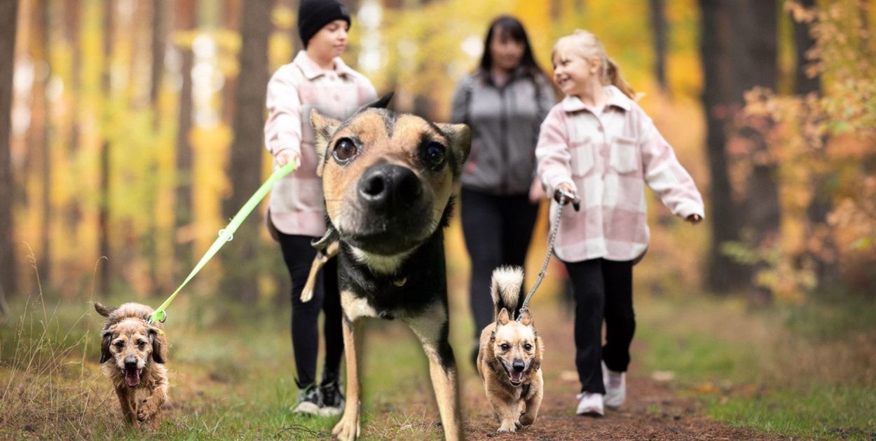 Włocławek: Miasto w rytmie sześciu łap. Rusza akcja, która zawsze chwyta za serca