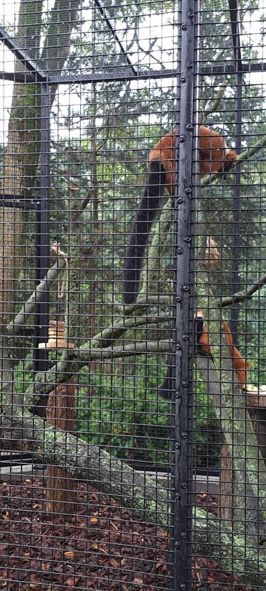 Lemury w płockim zoo