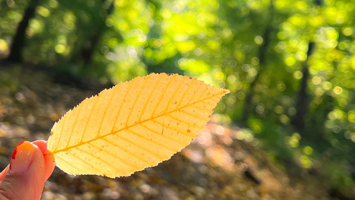 pogoda jesień las liść drzewo